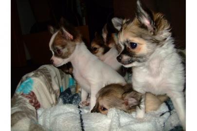 Mini Chihuahua Welpen