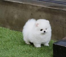 Pomeranian Zwergspitz welpen. 