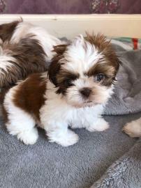 Shih Tzu--WHATSAPP: +4368120926227