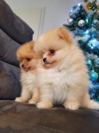 MINI Pomeranian Spitz Welpen