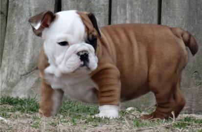 Englische Bulldogge Welpen mit papieren