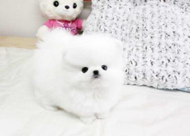 Neujahr MINI POMERANIAN ZWERGSPITZ BOO W