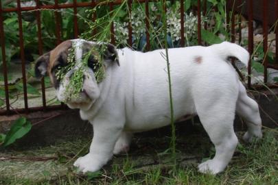 Reizender englisch bulldogge welpen