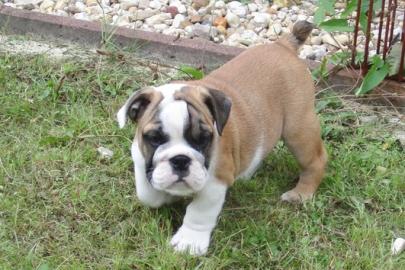 Reizender englisch bulldogge welpen