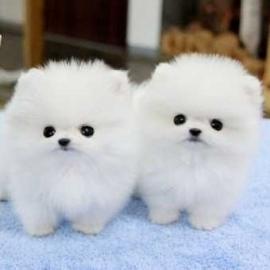 MINI Pomeranian Zwergspitz BOO Welpe