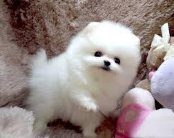 MINI Pomeranian Zwergspitz BOO Welpe