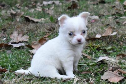 Liebevolle Erh?ltlich Mini-Chihuahua