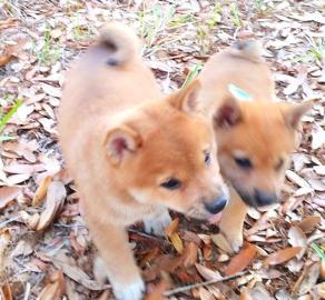 Shiba Inu puppies