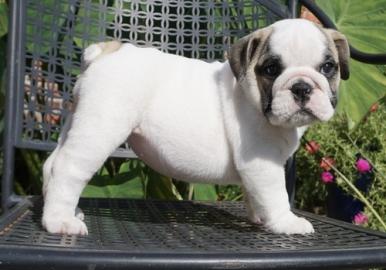 Liebevolles Englische Bulldogge Welpen m