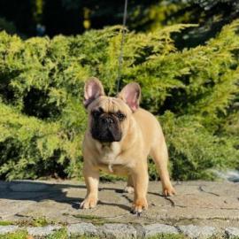 Franzsische Bulldogge +4369010111654. 