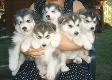 Alaskan Malamute Welpen