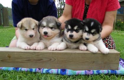 Alaskan Malamute Welpen