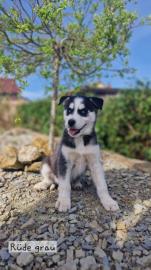 Se Siberian Husky Welpen