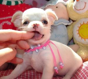 Mini Chihuahua welpen fur 105 euro