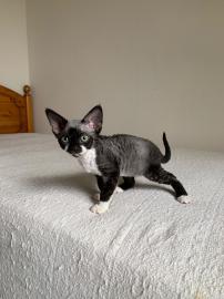 Devon Rex K?tzchen