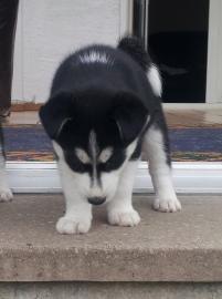 Bitte kaufen unsere Siberian Husky Welpe