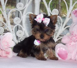 Yorkshire Terrier Welpen,