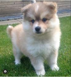 Mini Pomsky Welpen