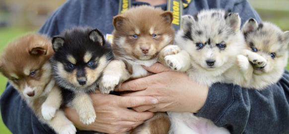 Mini Pomsky Zwergspitz Welpen