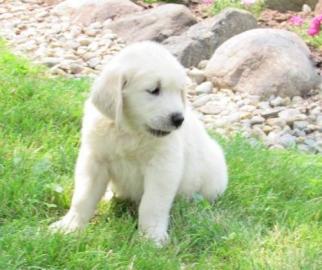 Golden Retriever Welpen mit papieren wha