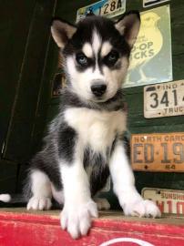 Typvolle Siberian Husky Welpen suchen ne