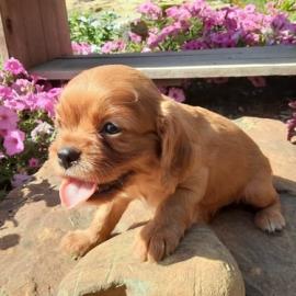 Wundersch?ne Cocker Spaniel Welpen sind