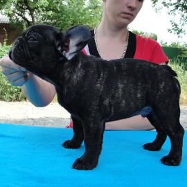 Neujahr Franz?sische Bulldogge Welpen mi