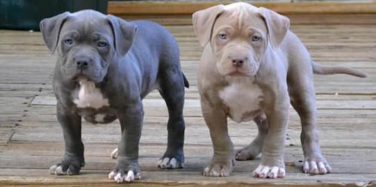 American Pitbull Terrier Blueline welpen