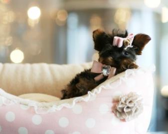 Yorkshire Terrier  Welpen