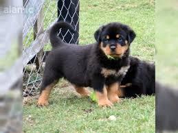 Rottweiler Welpen