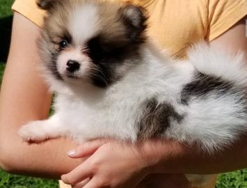 Beautiful Pomeranian   puppies