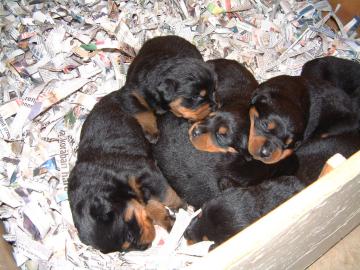 Rottweilerwelpe zu verkaufen!