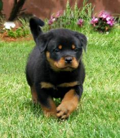 Rottweiler Welpen suchen ein neues zuhau