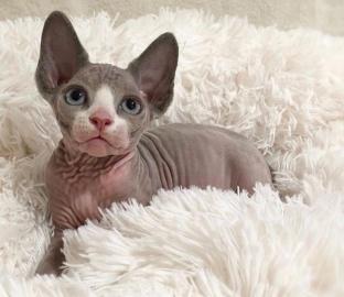 Baby-Sphynx-Katze verf?gbar