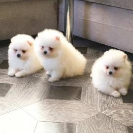 Mini Pomeranian Zwergspitz Welpen