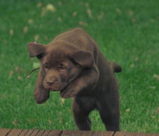 Liebevolle Erh?ltlich Labrador Retrieve