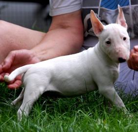 Miniatur Bullterrier Rden / Hndinnen