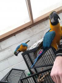 Graupapageien babys und macaw papageien