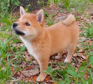 Shiba Inu puppies