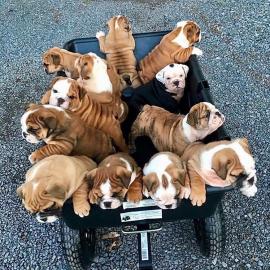 Sweet puppies for sale