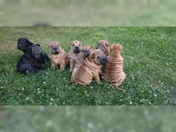 Reinrassige Shar Pei Welpen