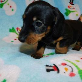 DACHSHUND WELPEN