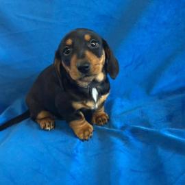 DACHSHUND WELPEN