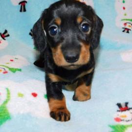 DACHSHUND WELPEN