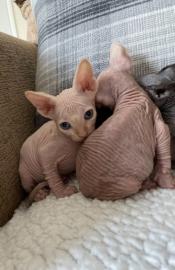 sphynx Kitten mit Stammbaum