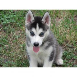 Reinrassige Siberian Husky Welpen