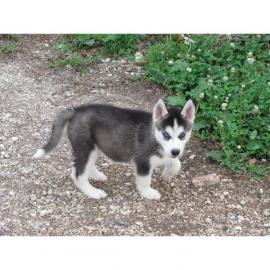 Reinrassige Siberian Husky Welpen