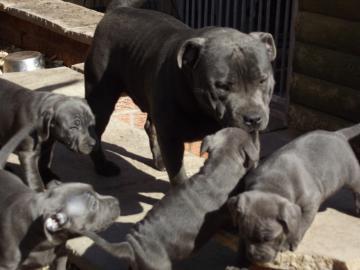 Wurfankndigung American Bully XL Welpen