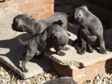 Wurfankndigung American Bully XL Welpen