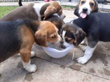 Weihnachten Beagle Welpen mit Papiere su